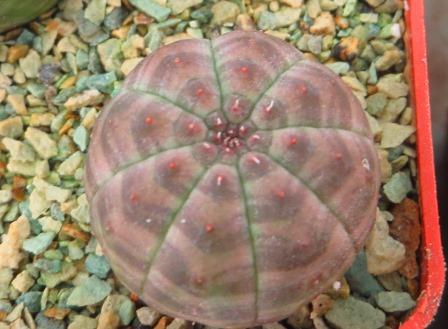euphorbia obesa