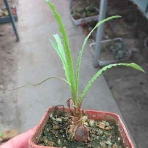 ledebouria crispa