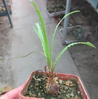 ledebouria crispa