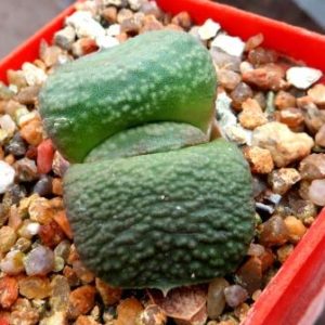gasteria armstrongii Renni Wong