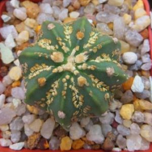 astrophytum super kabuto  gold