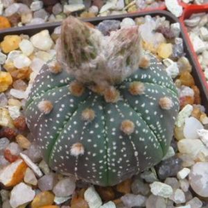 astrophytum ooibo