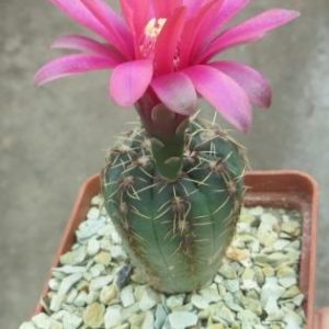 gymnocalycium baldianum