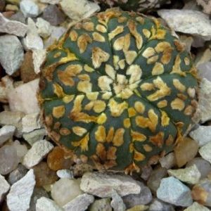 astrophytum super kabuto v type gold