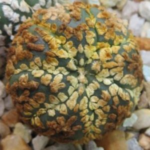 astrophytum super kabuto gold