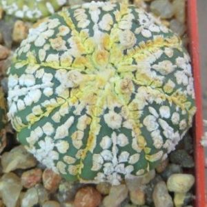 astrophytum super kabuto gold