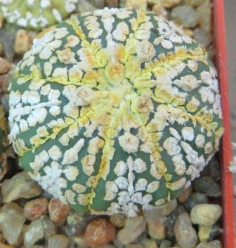 astrophytum super kabuto gold