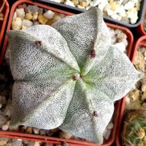 astrophytum myriostigma ball