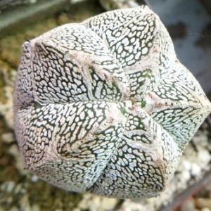 astrophytum onzuka v type