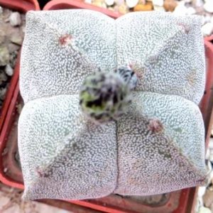 astrophytum  quadricostatum ball
