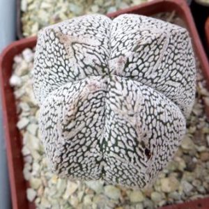 astrophytum onzuka v type quadricostatum ball
