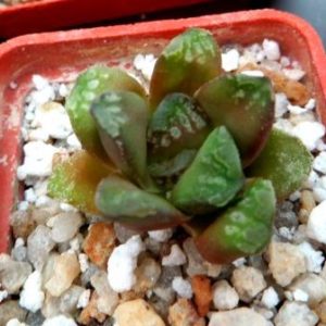 haworthia japanense