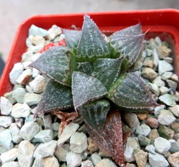 haworthia yuki keshiki hybrid