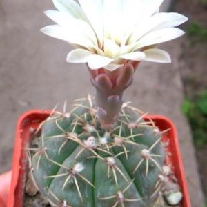 gymnocalycium genseri