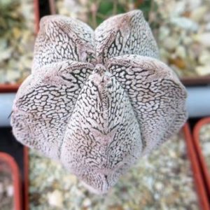 astrophytum onzuka v type  ball