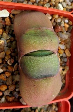 gasteria glomerata