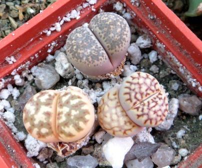 lithops mix