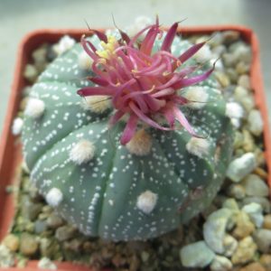 astrophytum shinshowa red