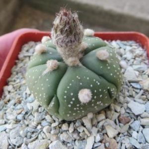 astrophytum asterias fukuryu