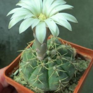 gymnocalycium species