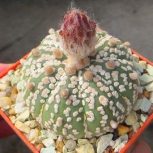 astrophytum super kabuto pink flowers