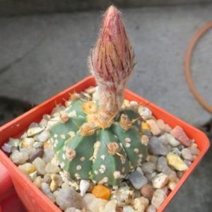 astrophytum super kabuto pink flowers