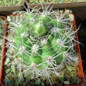 astrophytum valnechekianum
