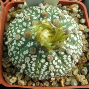 astrophytum shinshowa red