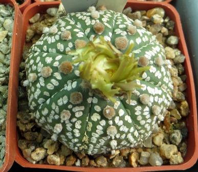 astrophytum shinshowa red