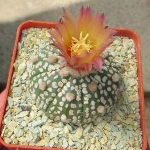 astrophytum super kabuto pink flowers