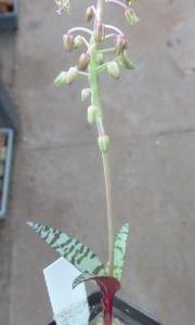 IB 11264 ledebouria spec Rennis