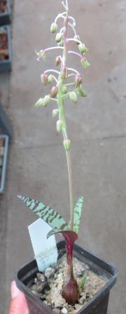 IB 11264 ledebouria spec Rennis