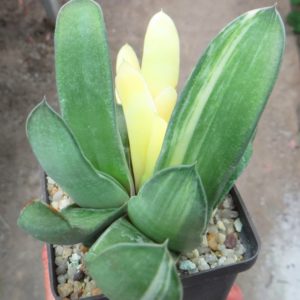 gasteria variegata