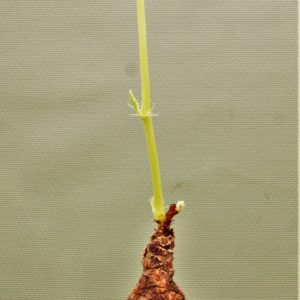 Jatropha-af.prunifolia-Zambia-2