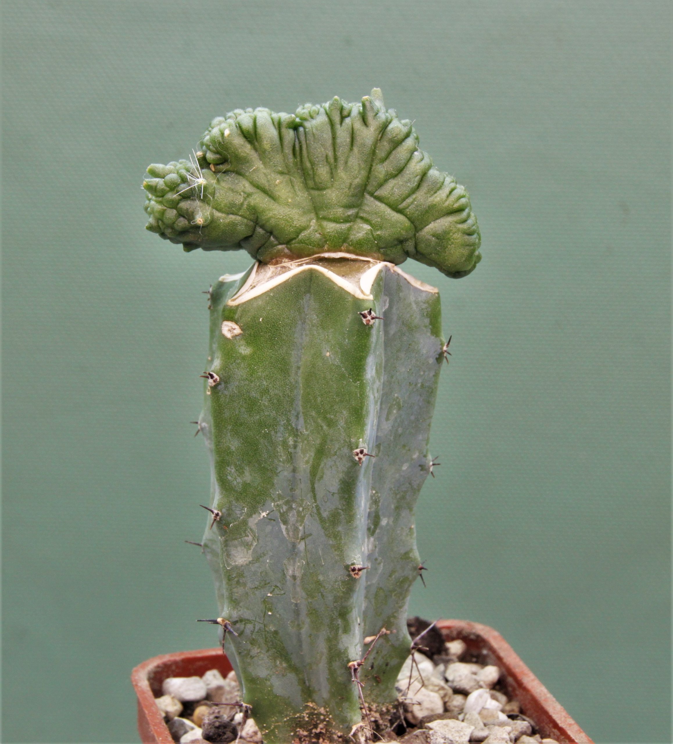 Mam-bocasana-Fred-cristata-Japan-2
