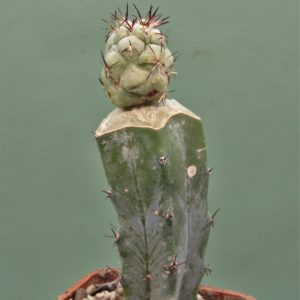 Ortegocactus-macdougallii-5
