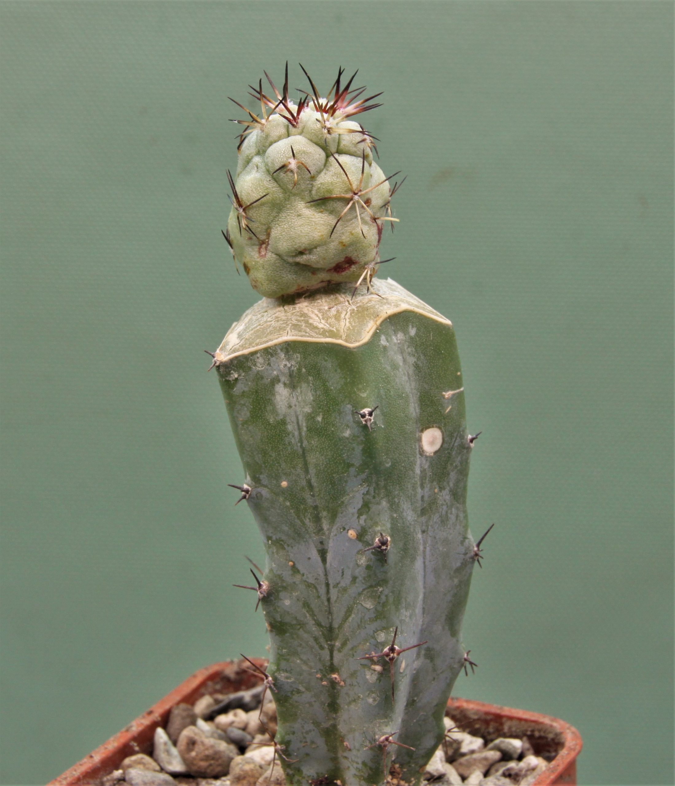 Ortegocactus-macdougallii-5