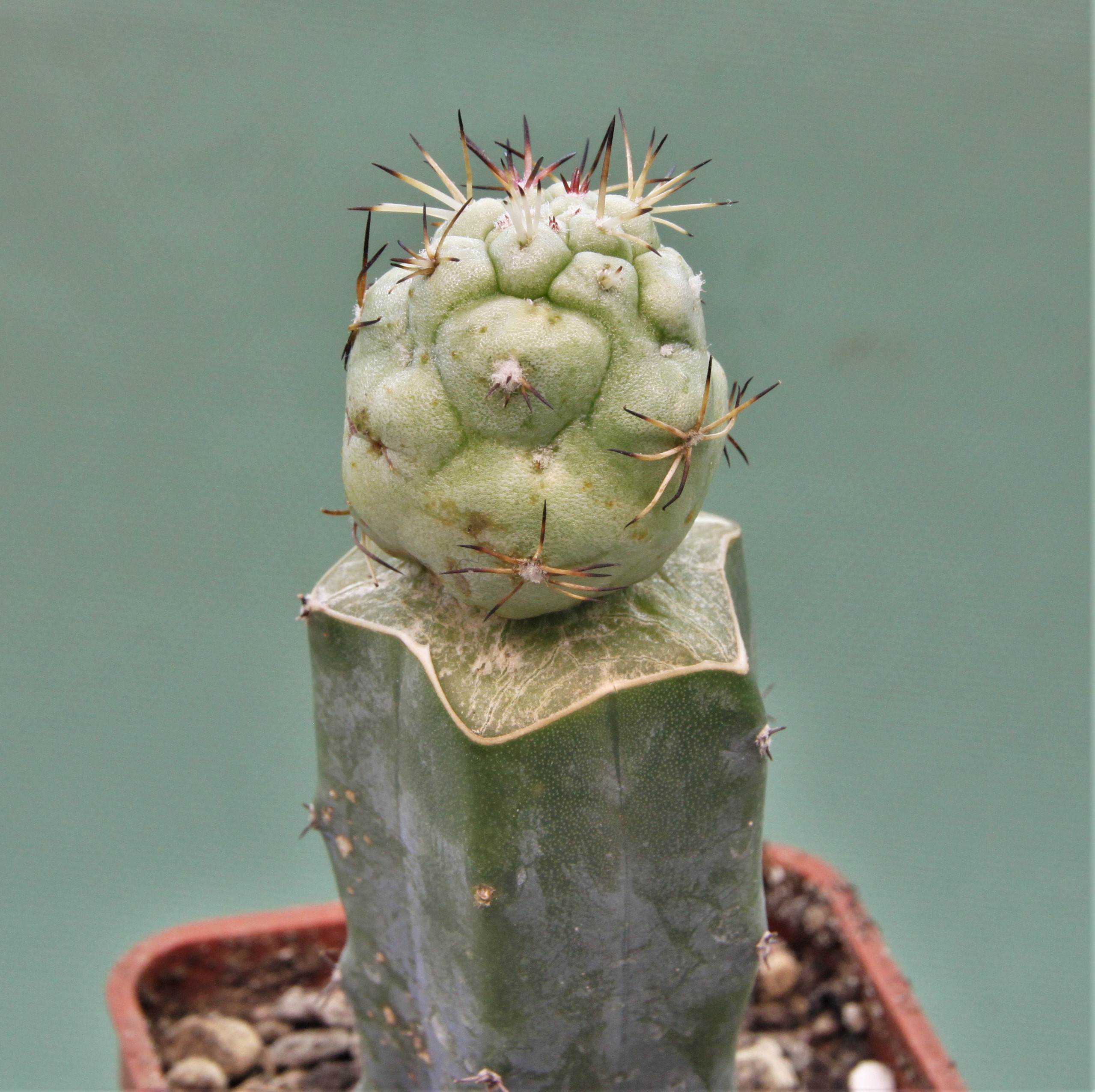 Ortegocactus-macdougallii-6