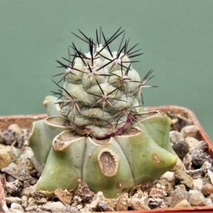 Ortegocactus-macdougallii-VM-1067-1.