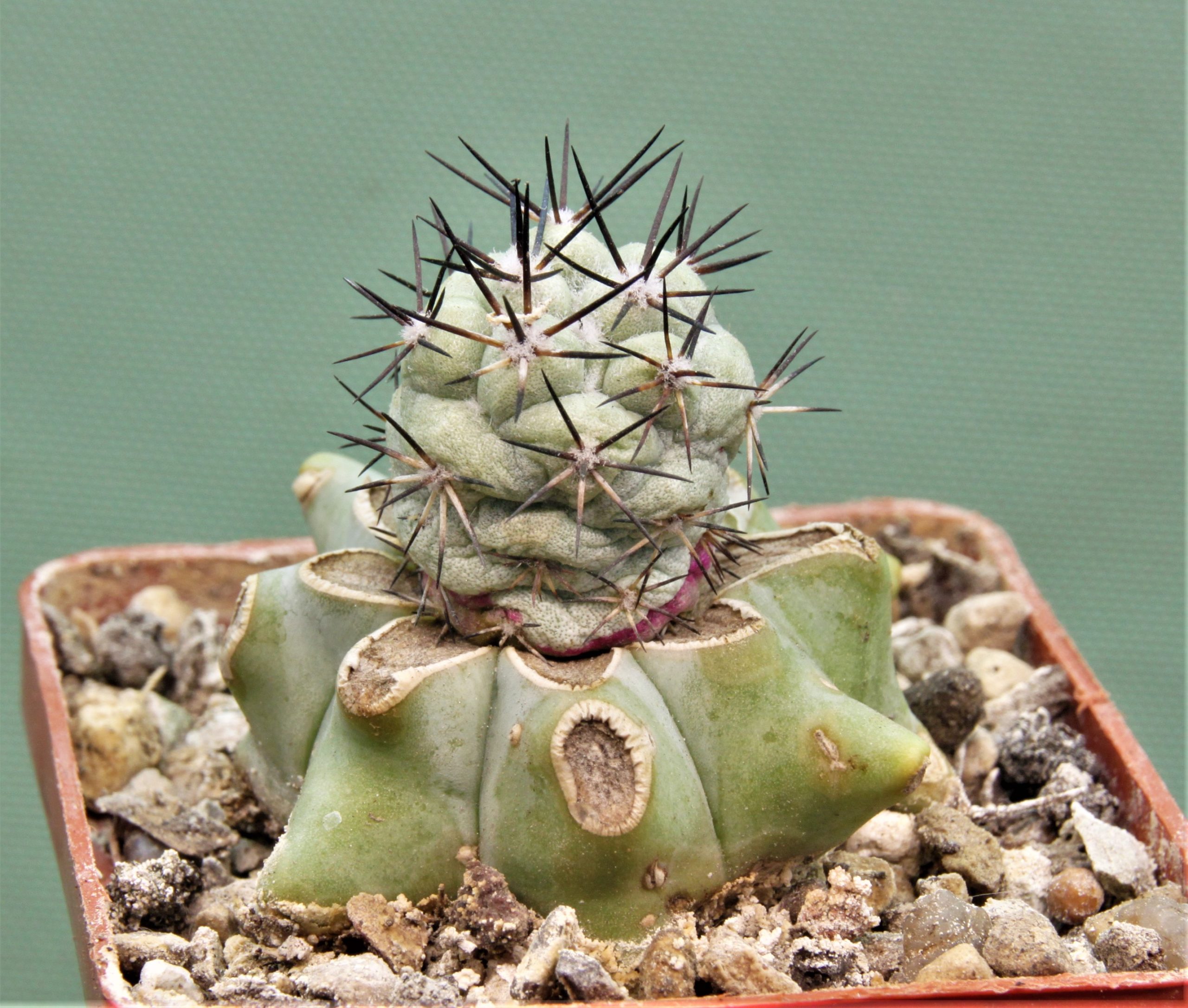 Ortegocactus-macdougallii-VM-1067-1.