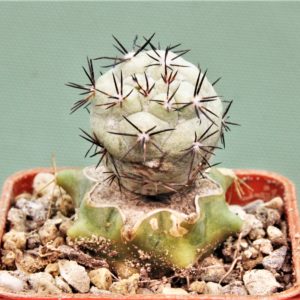 Ortegocactus-macdougallii-VM-1067-5