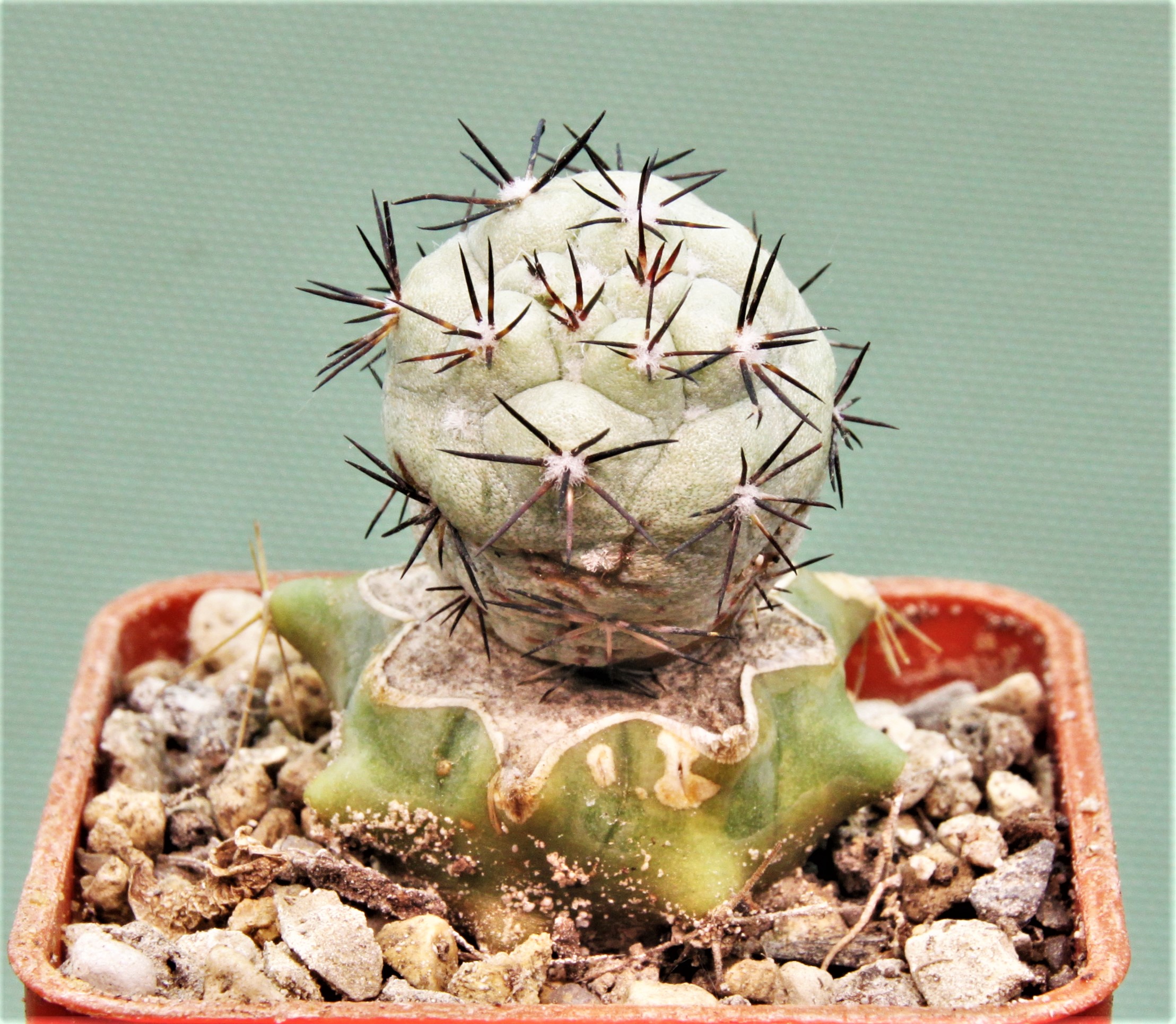 Ortegocactus-macdougallii-VM-1067-5