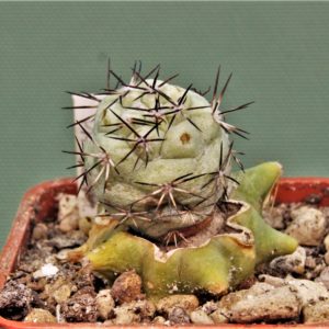 Ortegocactus-macdougallii-VM-1067-6