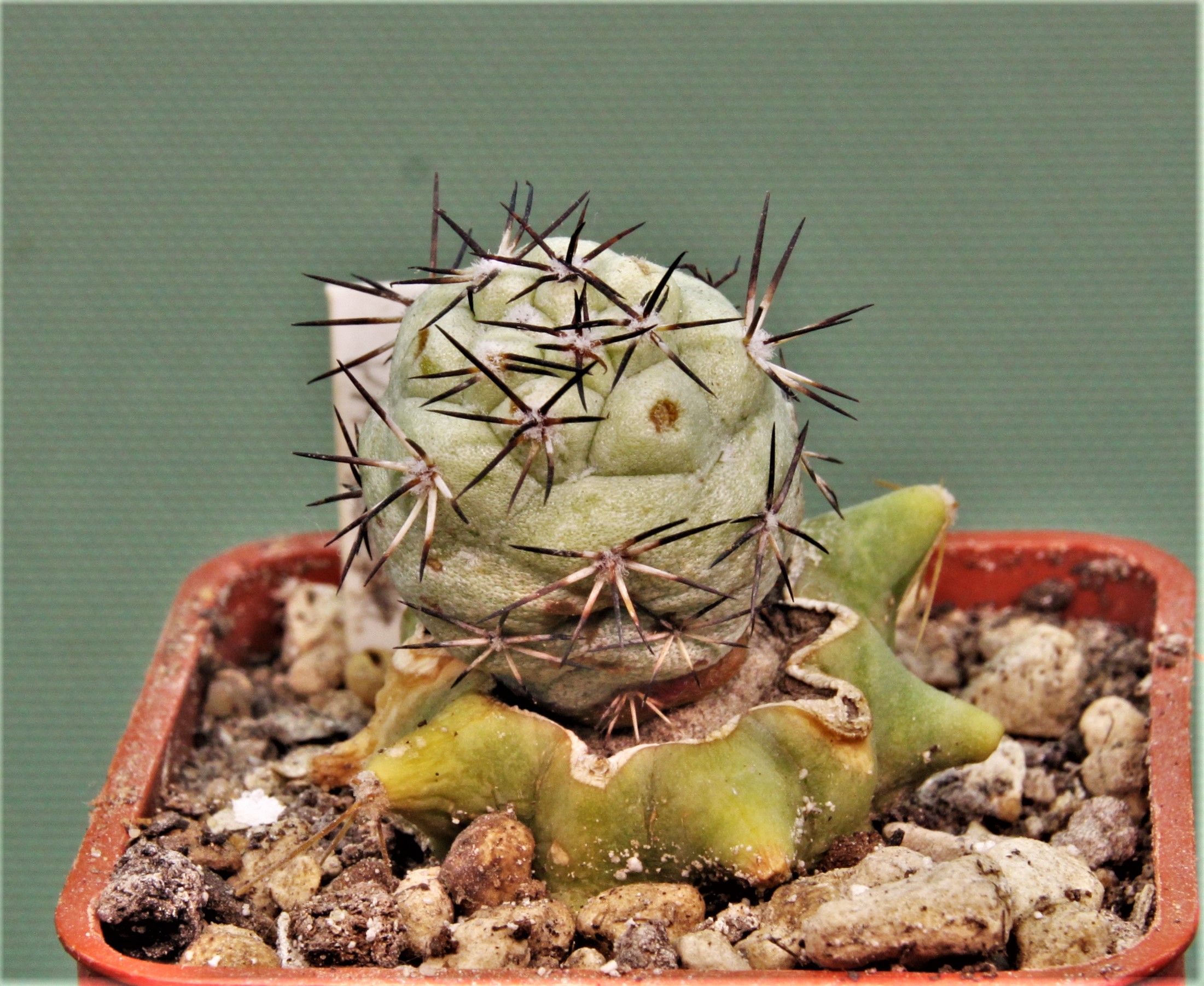 Ortegocactus-macdougallii-VM-1067-6