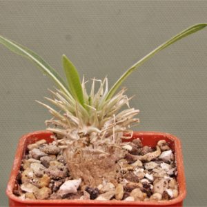 Pachypodium-enigmaticum-new-species-Mandoto-Madagascar-2