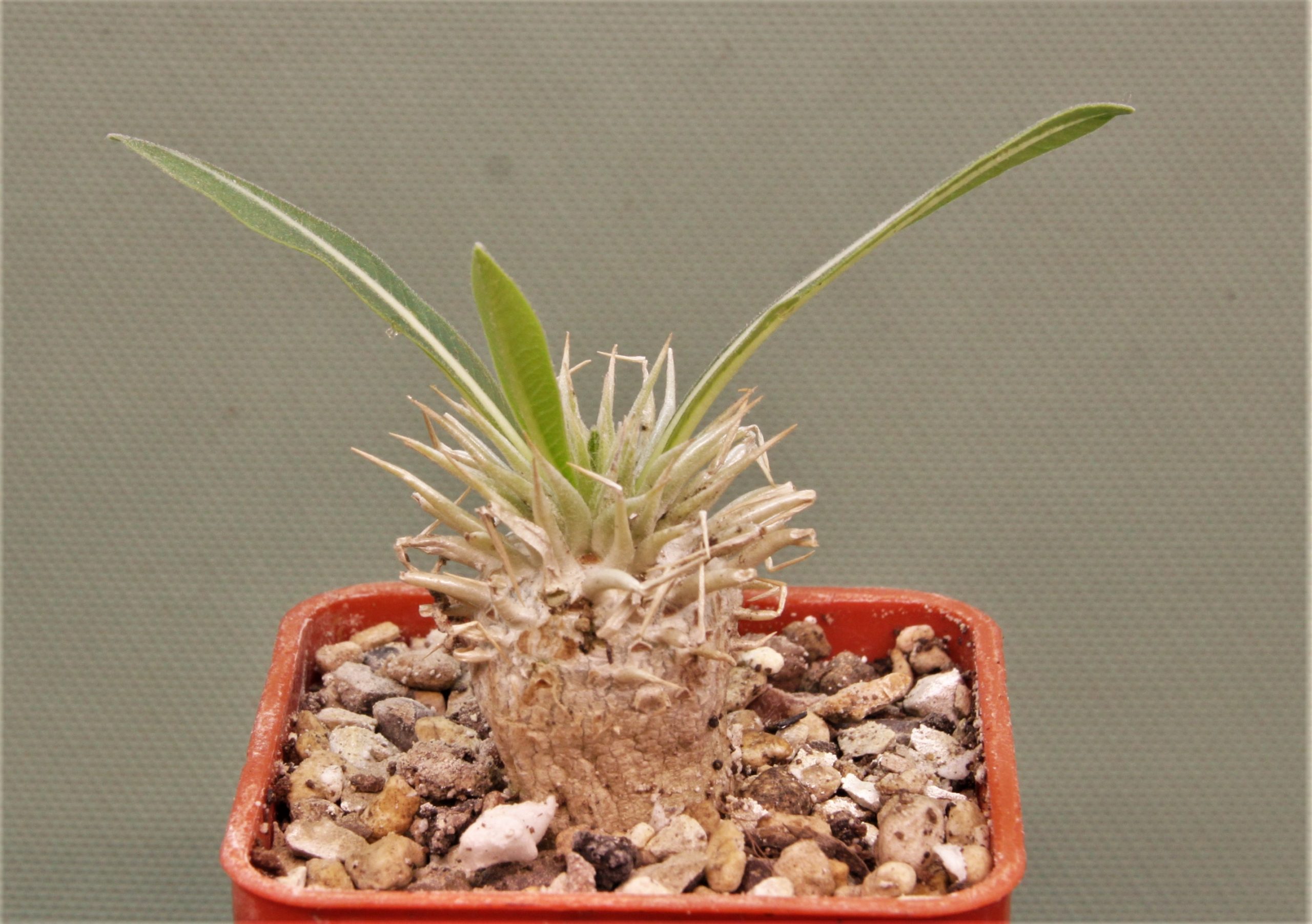 Pachypodium-enigmaticum-new-species-Mandoto-Madagascar-2