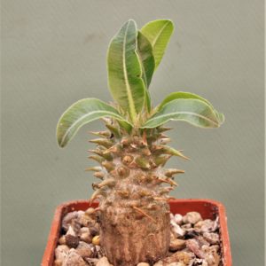 Pachypodium-makaense-Madagascar-1