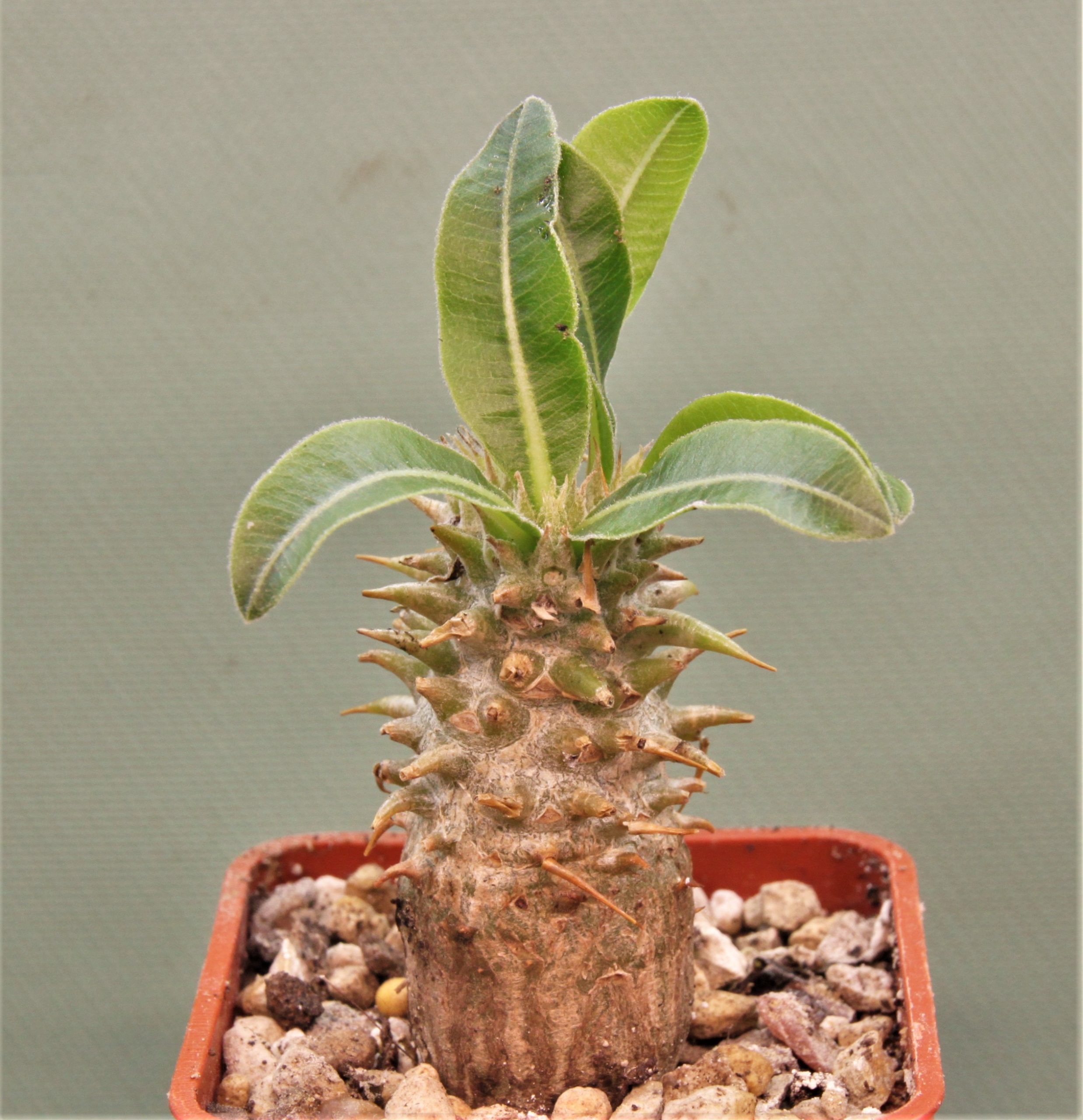 Pachypodium-makaense-Madagascar-1