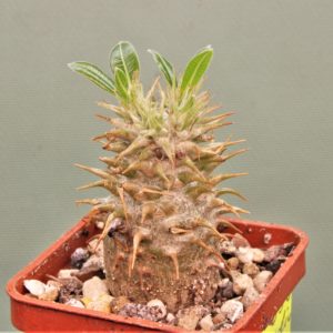 Pachypodium-makaense-Madagascar-2