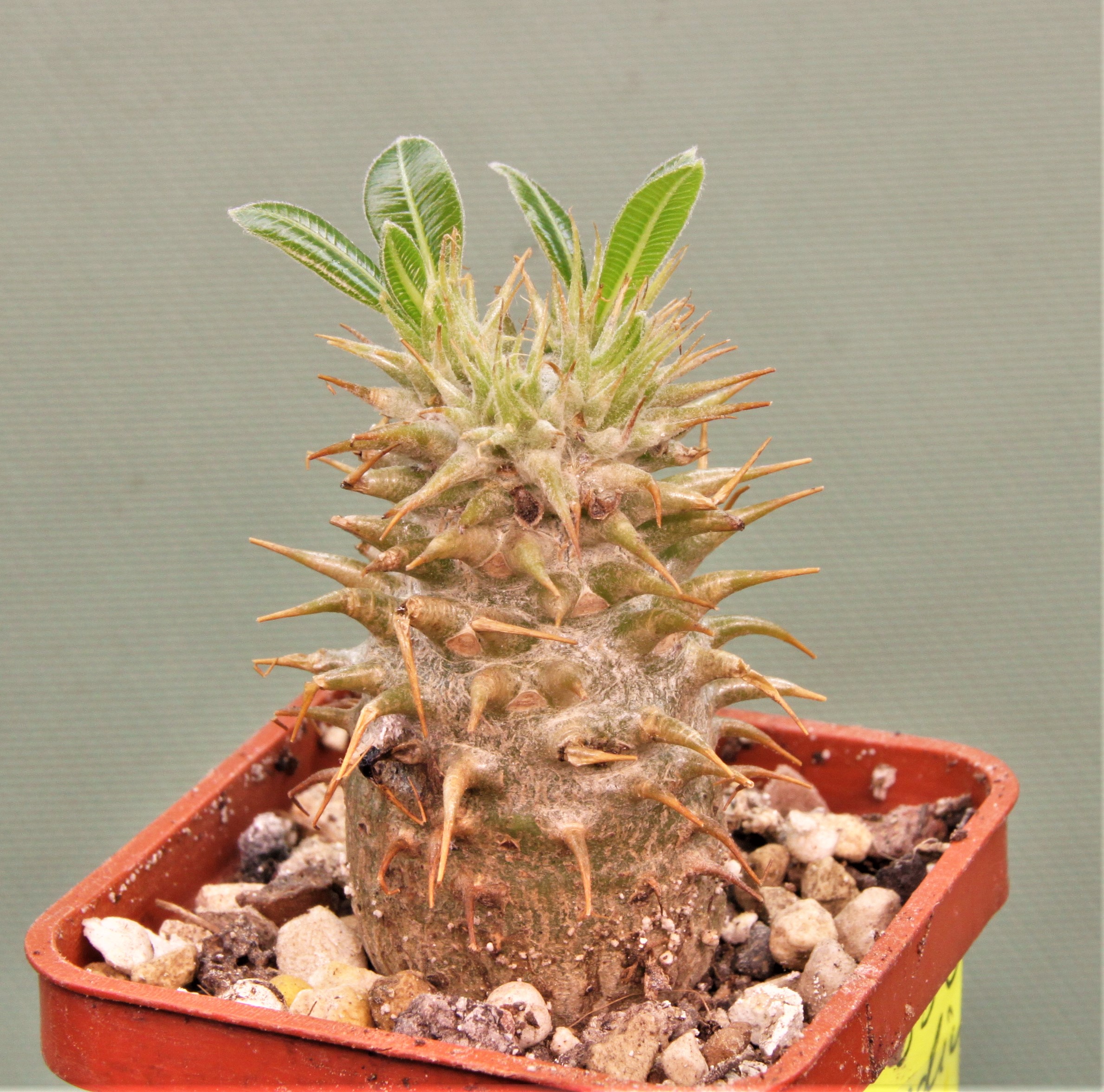 Pachypodium-makaense-Madagascar-2